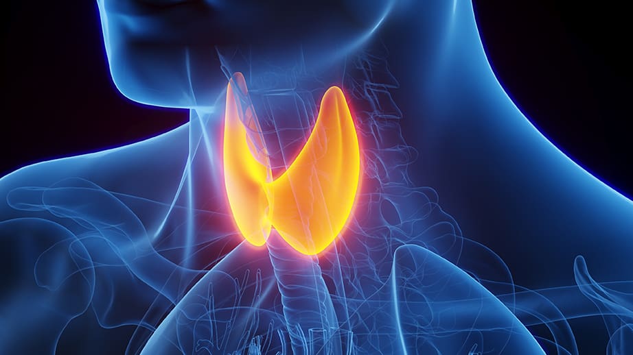 3d,Rendered,Medical,Illustration,Of,Male,Anatomy,-,The,Thyroid thyroid health